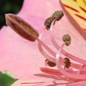 アルストロメリアの雄しべと葯を極端にクローズアップした写真。ピンク色の花びらの前で、花粉をまとった葯の質感が鮮明に写る