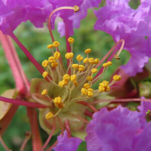 夏に日本で咲くサルスベリの紫色の花を接写した写真、黄色い雄しべが鮮明に写る