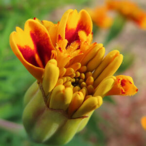 開きかけの蕾から花びらが顔を出すマリーゴールドのクローズアップ写真｜黄色と赤の鮮やかな花色