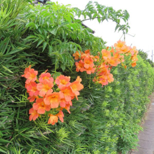 生け垣に沿って咲くノウゼンカズラの鮮やかなオレンジ色の花と緑の葉