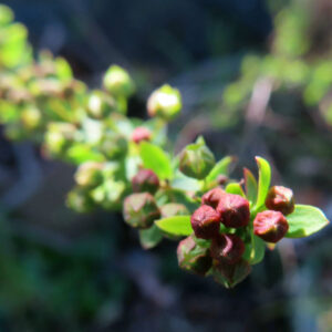 ユキヤナギの雪のような白い小花を撮影した花写真