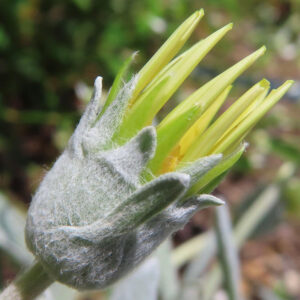 ガザニアの蕾が綿毛のような萼に包まれて開き始める様子の接写写真
