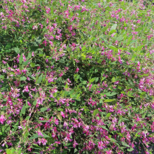 ミヤギノハギが面で一面に咲き広がる群生を撮影した写真｜多数のピンク色の蝶形花が茂る秋の野の花風景