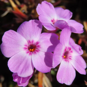 シバザクラの芝のように広がる春の花じゅうたんを撮影した花写真