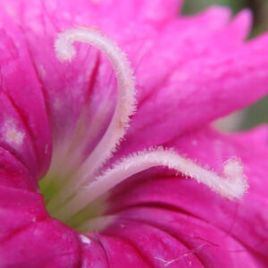 ナデシコの秋の七草を撮影した花写真