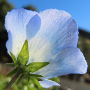 ネモフィラの空色のBaby blue eyesを撮影した花写真