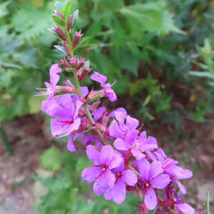 ミソハギの禊萩の紫花を撮影した花写真