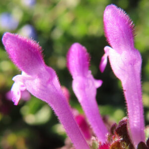 ホトケノザの仏の座に似た葉の春野草を撮影した花写真