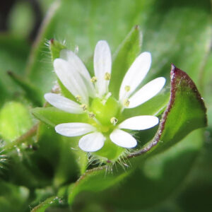 ハコベの春の七草はこべらと星形の白花を撮影した花写真