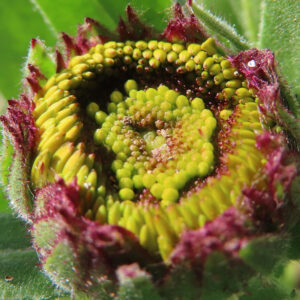キンセンカの金盞花を撮影した花写真