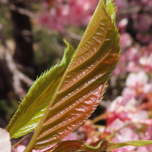 サクラの日本の桜文化を撮影した花写真