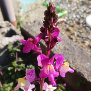キンギョソウの口元の花形を撮るポイントを撮影した花写真