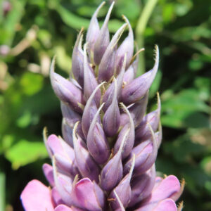 クズの花穂の接写写真｜紫色のつぼみが密集し尖った形で並ぶ夏の蔓植物