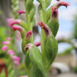 ネジバナのピンク色の花を接写したマクロ写真｜らせん状に咲く花の細かな形と質感が分かる構図