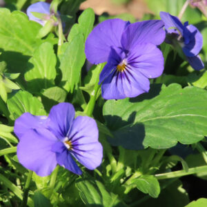 ビオラ・パンジーのもの思いの花を撮影した花写真