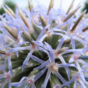 ルリタマアザミの花をアップで撮影した淡い青紫色の花弁