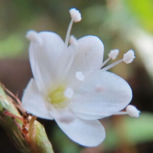 シロバナサクラタデの白い小花を捉えた極近接のマクロ写真｜雄しべが際立つ野草の花