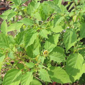 日本で秋にヒロハフウリンホオズキの株が地面から茂り、淡い黄色の花を咲かせています