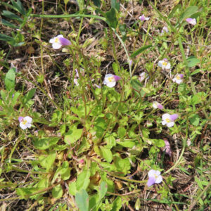 トキワハゼの株全体を撮影した写真｜地面に広がる緑の葉と細い茎に淡い紫と白の小花が点在する春の野草