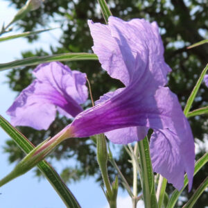 透き通る花びら越しに夏空が見えるヤナギバルイラソウ