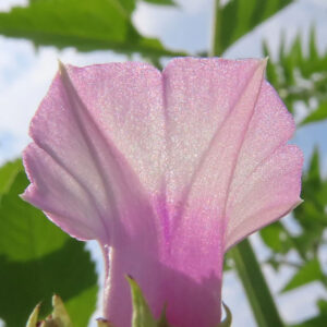 日本で秋にホシアサガオ（星朝顔）の花が逆光に透けて淡いピンクと紫に輝いている写真