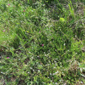 キュウリグサの小さな青い花を撮影した花写真