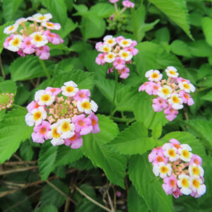 緑の葉に囲まれて咲くランタナの花房を俯瞰気味に捉えた写真。白と淡いピンクの小花が黄色い花芯を中心に集まり、複数の花房が自然な間隔で配置されたナチュラルな構図。
