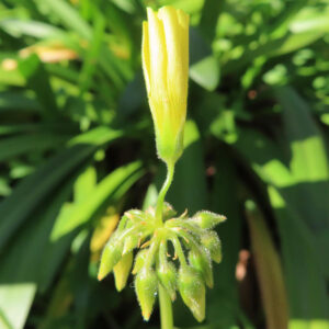 オオキバナカタバミの開花前の蕾ですを撮影した写真
