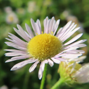 花びらが立体的に広がるヒメジョオンの写真（やや斜め構図）