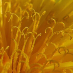 タンポポの綿毛の旅を撮影した花写真