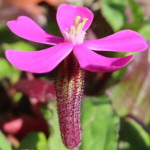 ツルコザクラの花を横から撮影した写真。ピンクの花弁が水平に開き、筒状の萼には細かい毛が生えている。