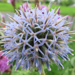 ルリタマアザミの花を正面から接写した紫色の球形花