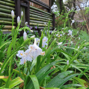 シャガの日陰に咲く文様花を撮影した花写真