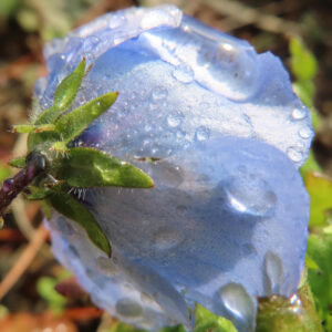 ネモフィラの空色のBaby blue eyesを撮影した花写真