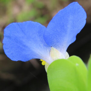 ツユクサの青い花びらをアップで撮影した写真｜鮮やかな青が際立つ夏の野草