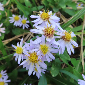 コヨメナの淡紫色の野菊を撮影した花写真