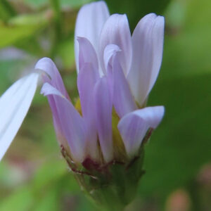 コヨメナの淡紫色の野菊を撮影した花写真