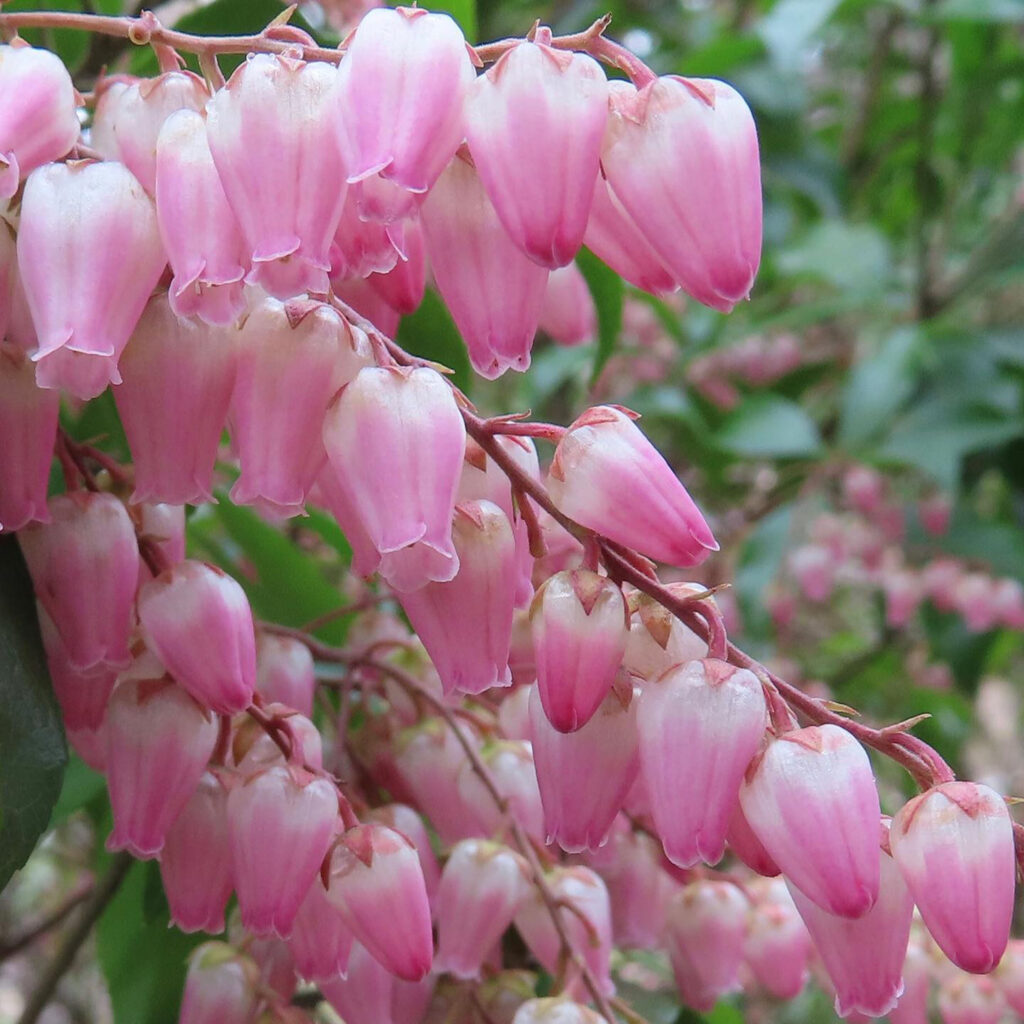 アセビがピンク色の花を咲かせています