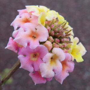 ランタナの花房を横向きにマクロ撮影した写真。淡いピンクから黄色へ色づく筒状の小花が密集し、中央にはピンクがかったつぼみと萼が立体的に見え、背景はやわらかくボケている。