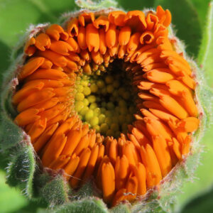 キンセンカの金盞花を撮影した花写真