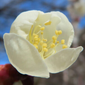 ウメの早春に香る梅を撮影した花写真