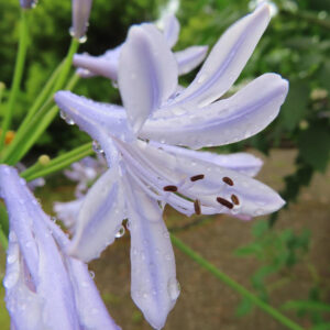 雨上がりのアガパンサスを横から接写した写真。淡い紫色の花弁に水滴がつき、しべの形がよく見える瑞々しい夏の花