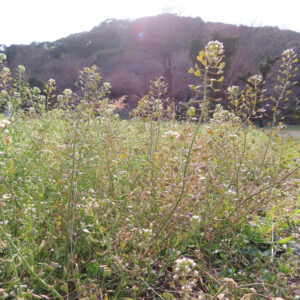 ナズナの白い小花を撮影した花写真