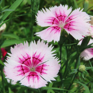 ナデシコの秋の七草を撮影した花写真