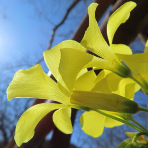 オオキバナカタバミが黄色い花を咲かせている写真