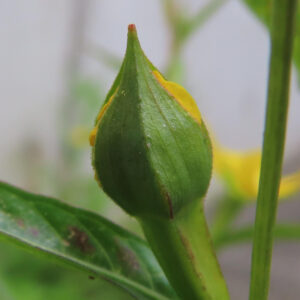 ヒレタゴボウの花のつぼみを正面から接写した写真｜尖った緑色の萼に包まれた未開花のつぼみと、わずかに見える黄色い花弁、細い茎と葉の質感が分かる野草のマクロ撮影