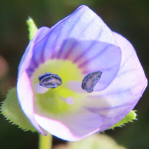 オオイヌノフグリの星の瞳と呼ばれる青い春花を撮影した花写真