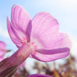 シバザクラの芝のように広がる春の花じゅうたんを撮影した花写真