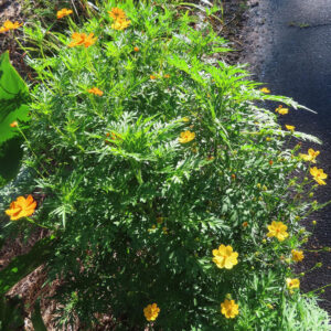 道路脇で群生して咲くキバナコスモスの黄色とオレンジの花の写真