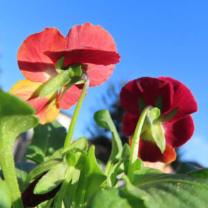 ビオラ・パンジーのもの思いの花を撮影した花写真